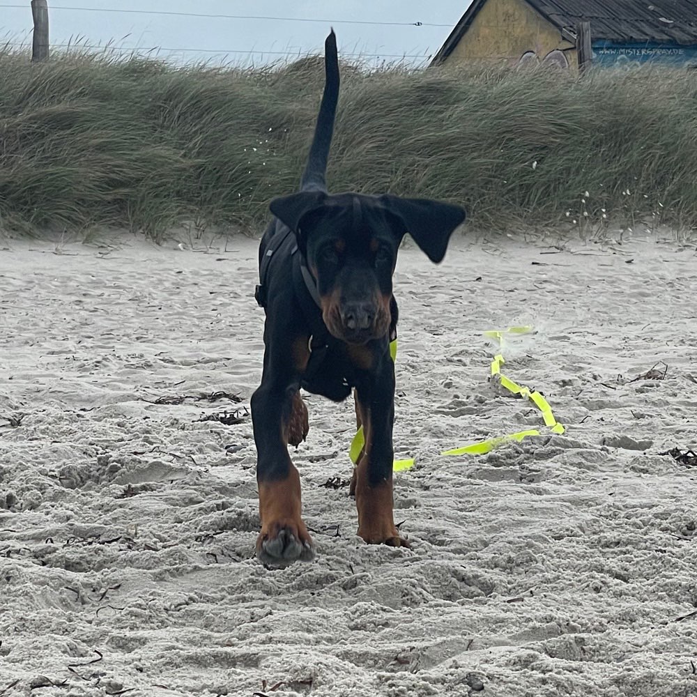 Hundetreffen-Welpen / Junghund Treff-Profilbild