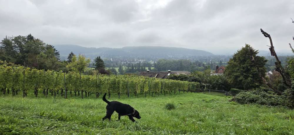 Hundetreffen-Retriever Treff zum Austausch/Training/ Gassi-Profilbild