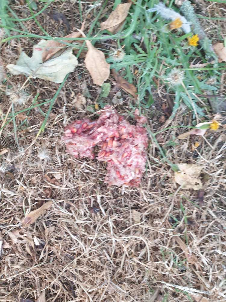 Giftköder-Möglicher Giftköder-Profilbild