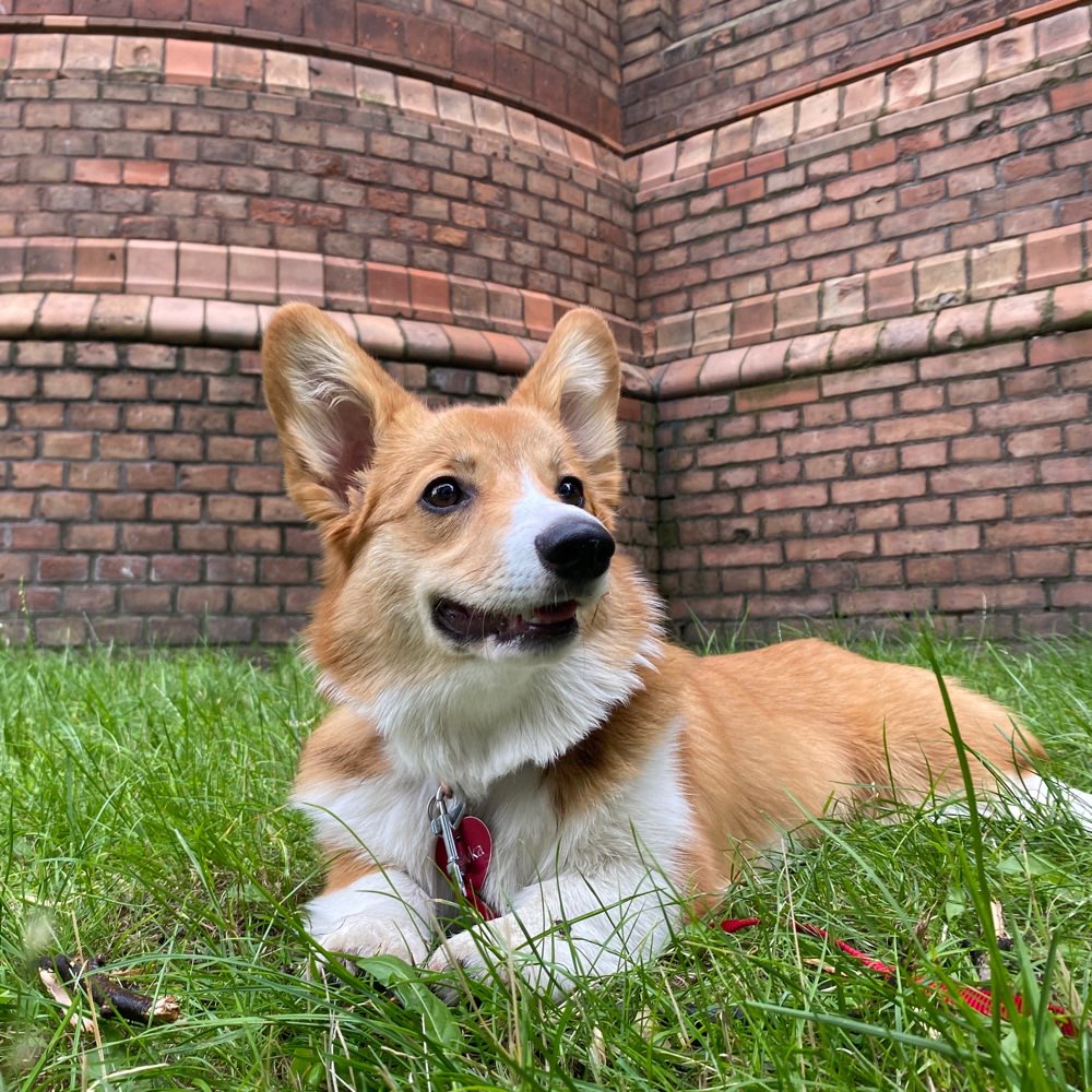 Hundetreffen-Play date with my corgi Olivka (7months)-Profilbild
