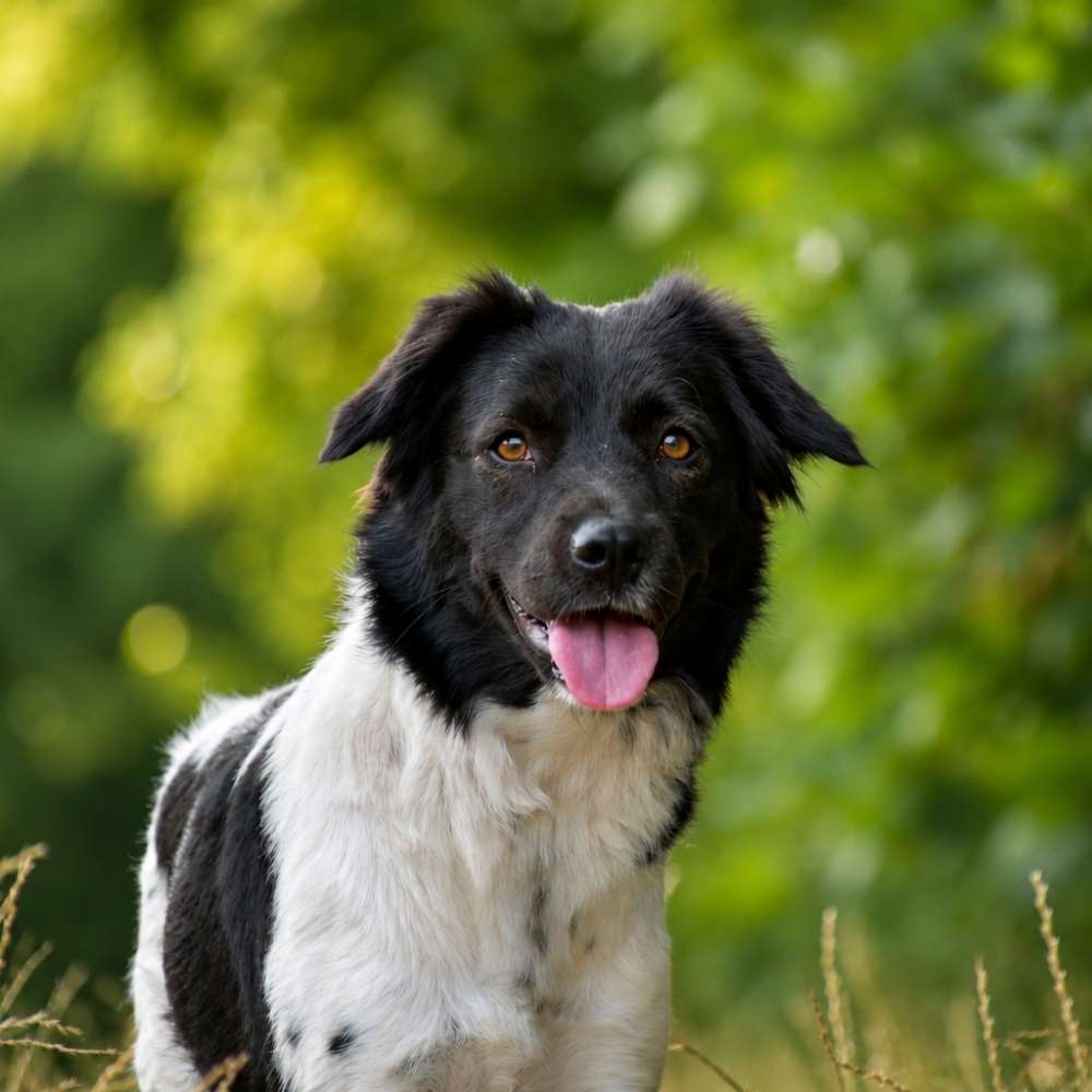 Hundetreffen-Gassirunde oder trainieren-Profilbild
