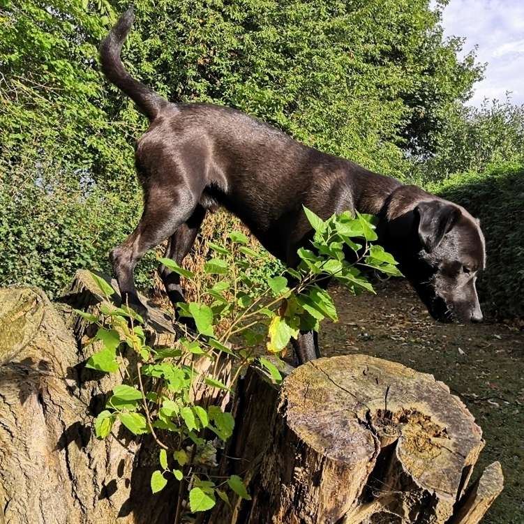 Hundetreffen-Neu in Gelsenkirchen: Suche Hundebuddys für meinen Choupo-Profilbild