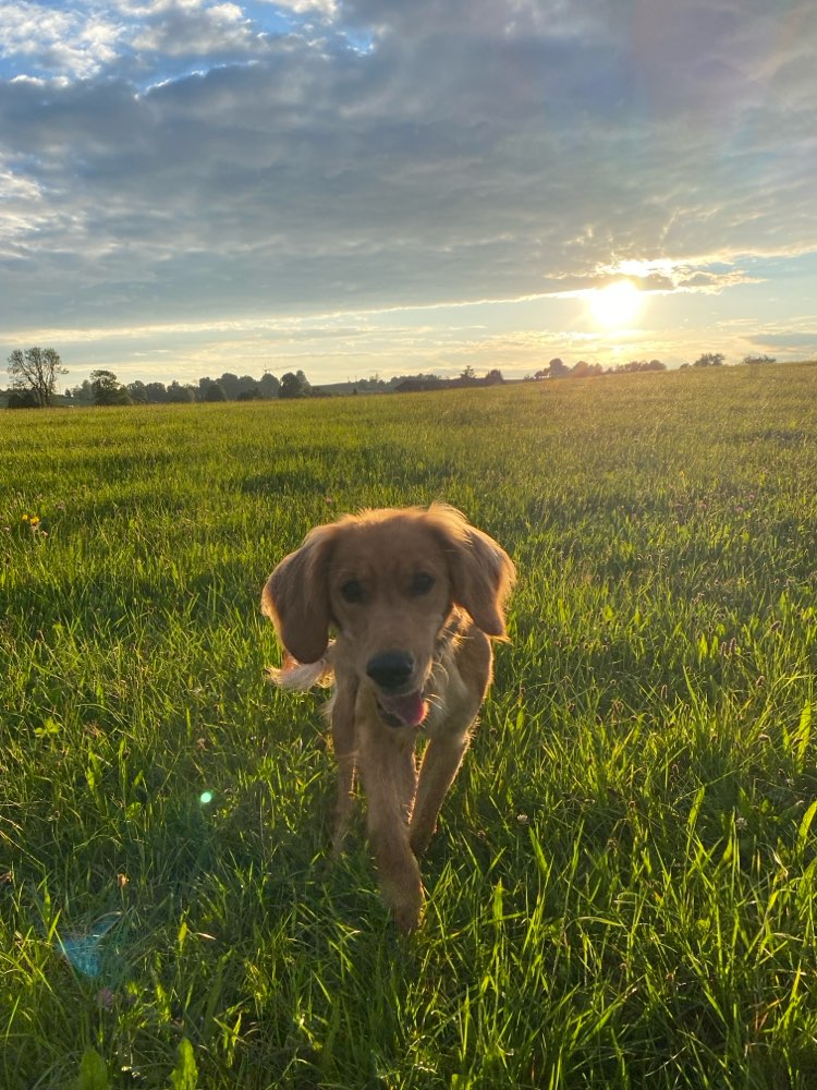 Hundetreffen-Social Walk, spielen oder Trainingseinheit-Profilbild