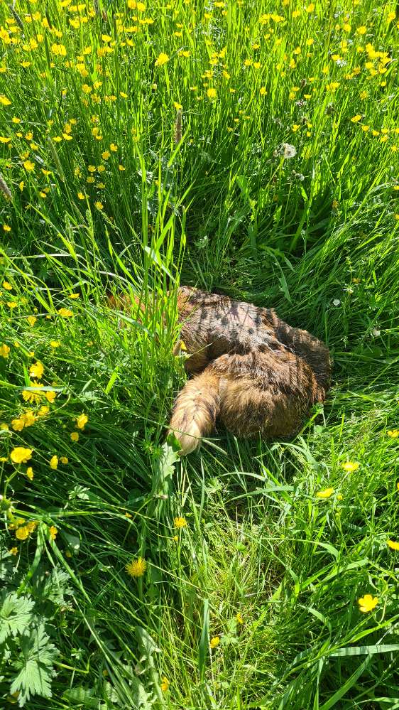 Giftköder-Toter Fuchs-Profilbild