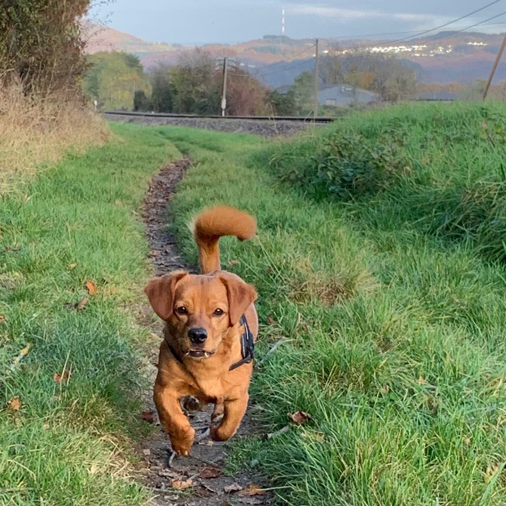 Hundetreffen-Welpen-/Junghundbuddy gesucht-Profilbild