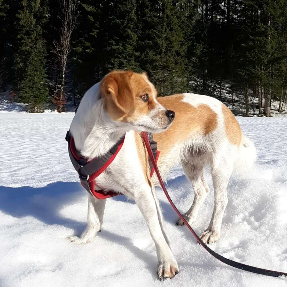 Hundetreffen-Suche Gassirunden Immenstadt und Umgebung-Profilbild