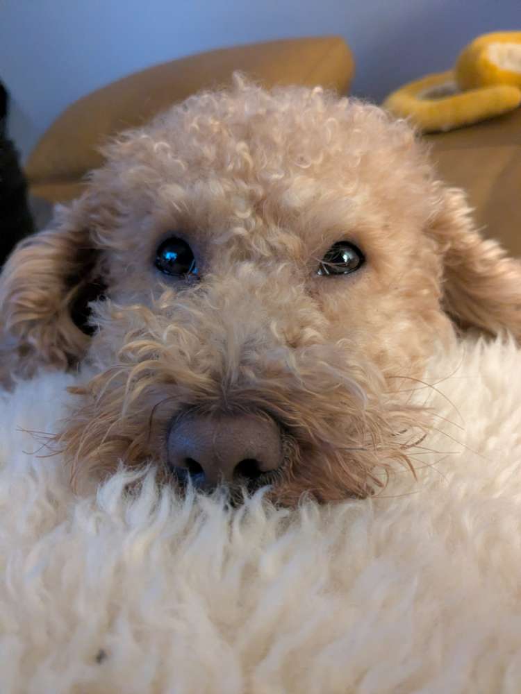 Hundetreffen-Gemeinsame Gassirunden ☺️-Profilbild