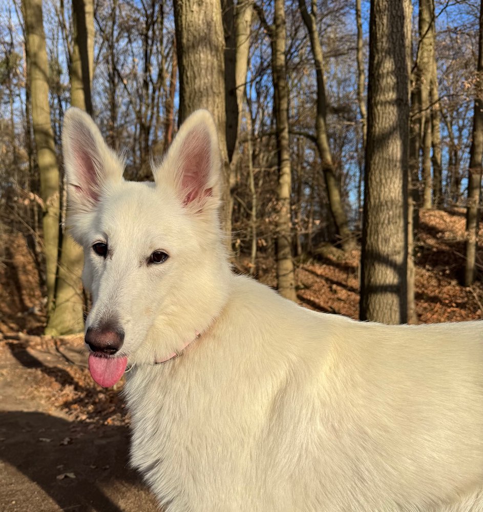 Hundetreffen-Hundetraining & Spaziergänge-Profilbild
