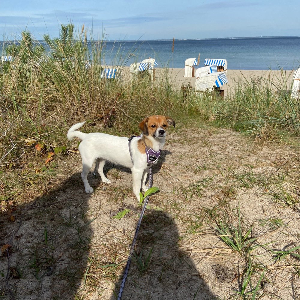 Hundetreffen-Spielpartner gesucht / Spaziergänge üben-Profilbild