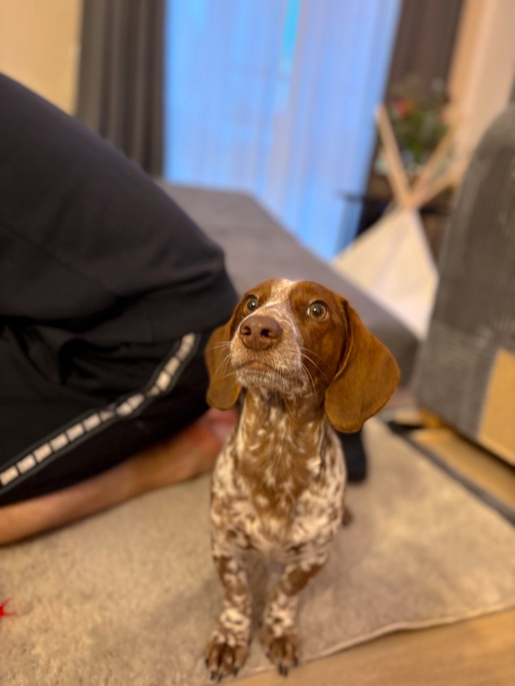 Hundetreffen-Dacktreffen/ Spazieren-Profilbild