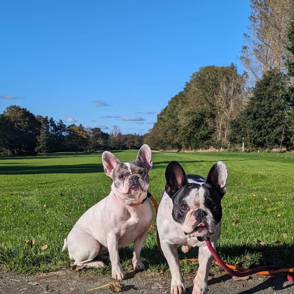 Hundetreffen-Spaziergang in und um Wiesmoor-Profilbild