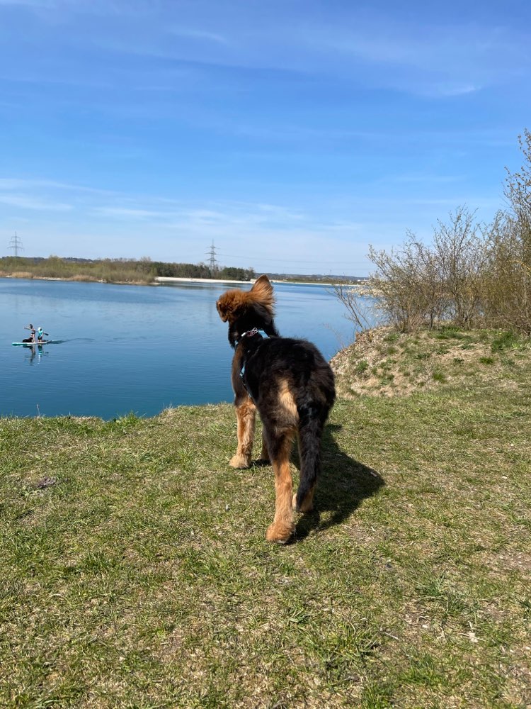 Hundetreffen-Spielstunde-Profilbild