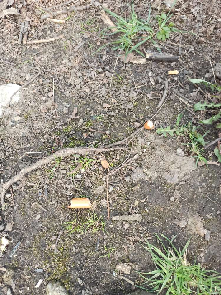 Giftköder-Wurststücke-Profilbild