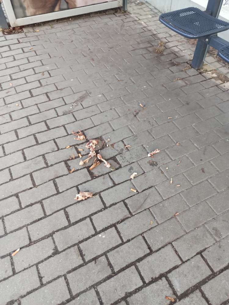 Giftköder-Ganz viele Knochen von Hähnchenbroiler-Profilbild