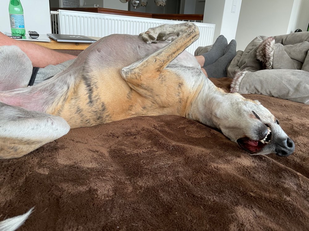 Hundetreffen-Gegenseitiges Hundesitting-Profilbild