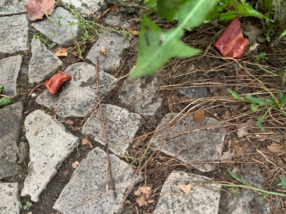 Giftköder-Leckerlies auf dem Gehweg verteilt-Profilbild