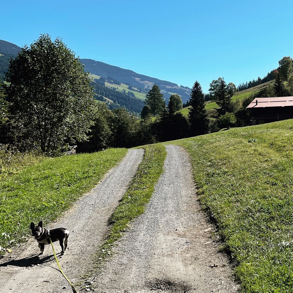 Hundetreffen-Verspielte französische Bulldogge sucht Spielgefährten 🥰-Profilbild