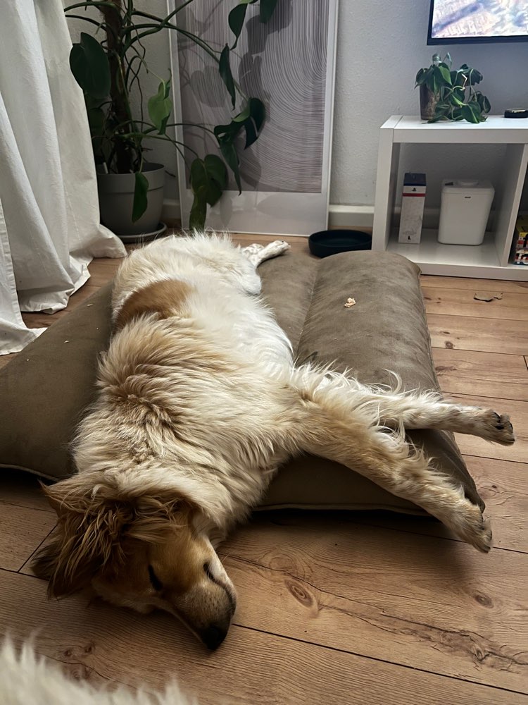 Hundetreffen-Social Walk und Austausch-Profilbild