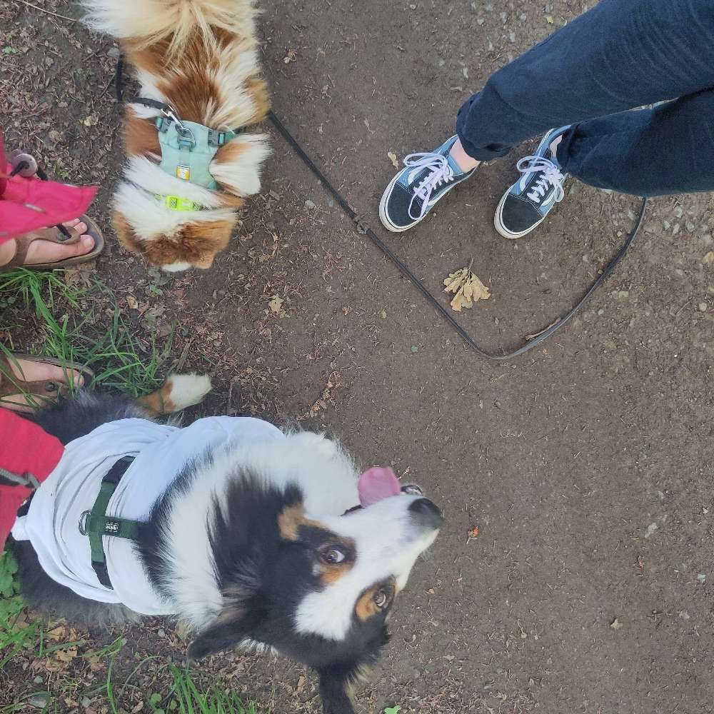 Hundetreffen-Gassirunde (wir sind mit Fahrrad mobil)-Profilbild