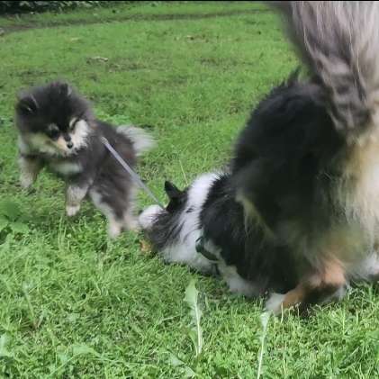 Hundetreffen-Suche Spielfreunde (echtes Spiel)-Profilbild