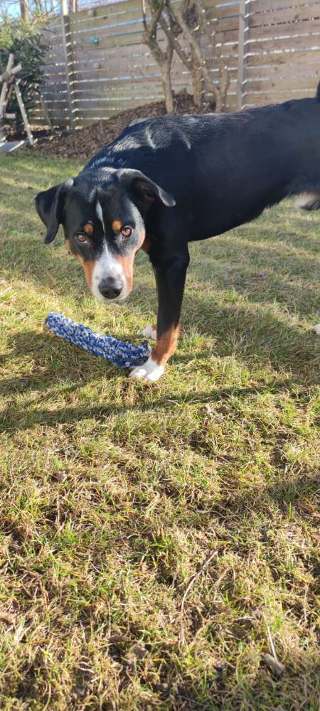 Hundetreffen-Trainingspartner gesucht-Profilbild