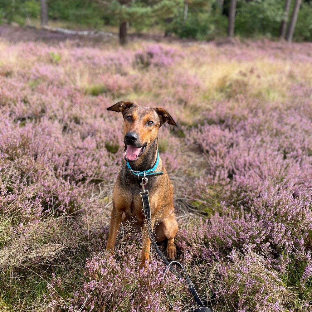 Hundetreffen-Entspannte Trainingsrunden-Profilbild