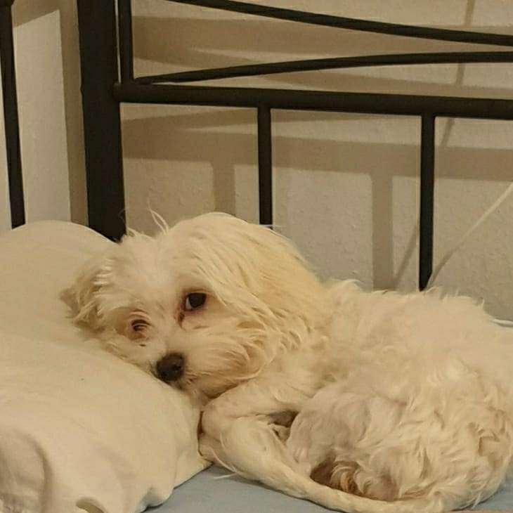 Hundetreffen-Kleiner Mischling sucht ein Spiel Freund-Profilbild