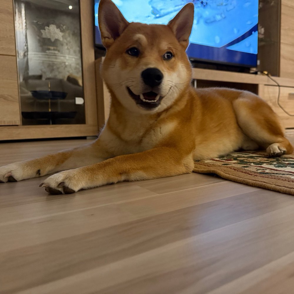 Hundetreffen-Spiel- & Spaziergefährten für 6 Monate jungen Shiba Inu gesucht! 🐾-Profilbild