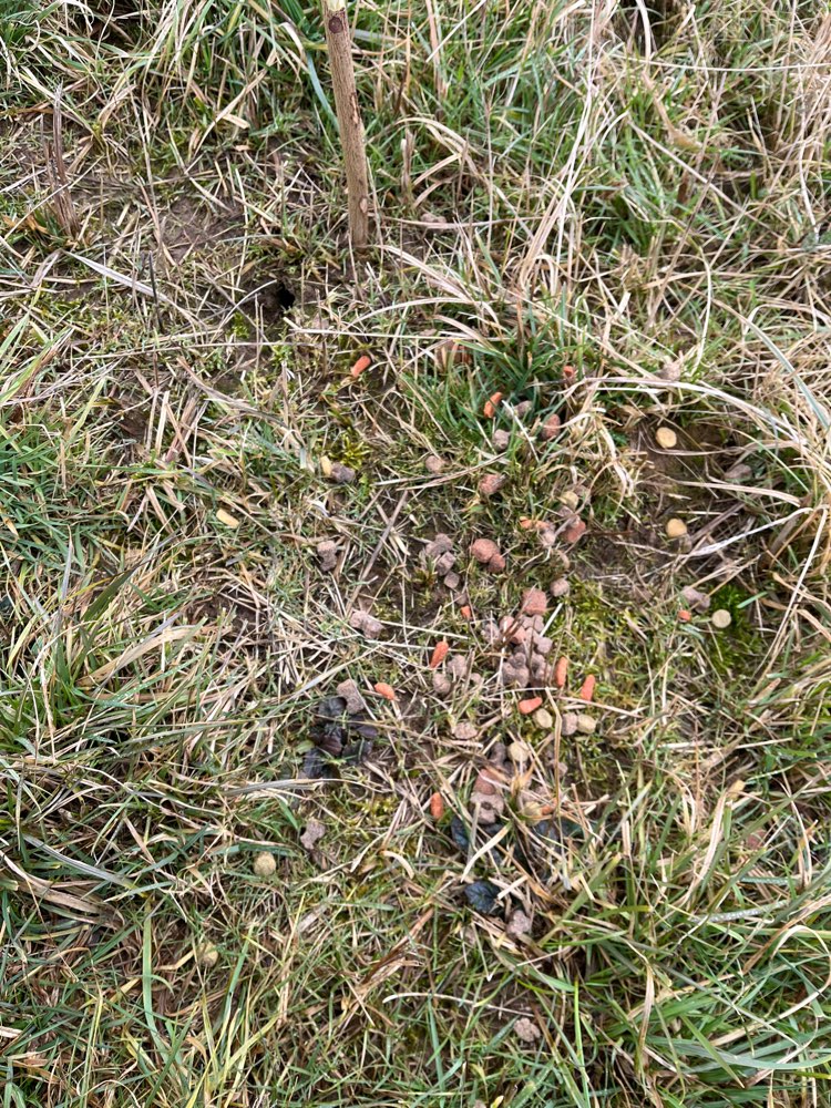 Giftköder-Hundefutter ausgelegt-Profilbild