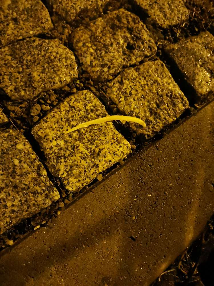 Giftköder-Hühnchen und Knochenteile-Profilbild