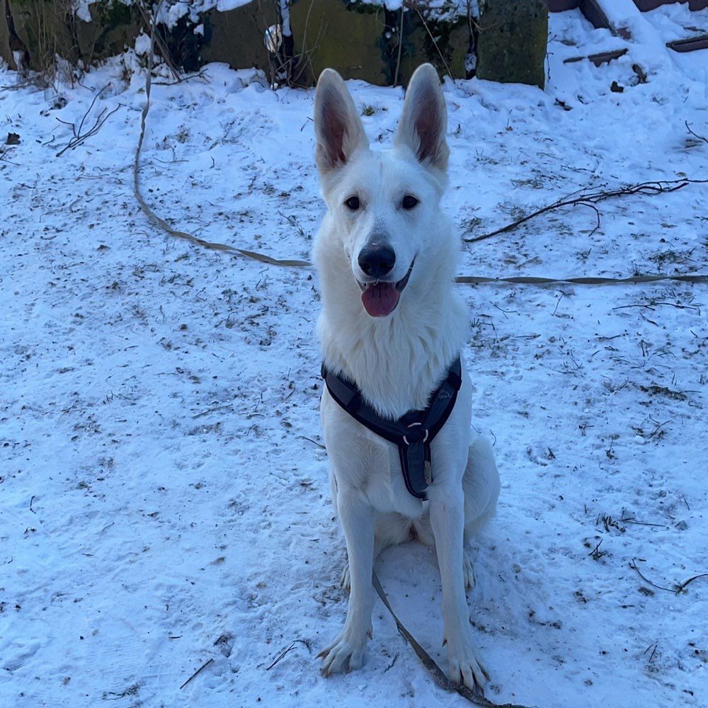 Hundetreffen-Spielfreunde gesucht-Profilbild