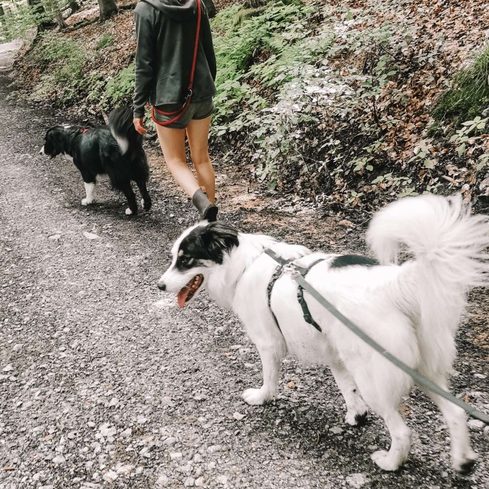 Hundetreffen-Hundebegegnungen üben, Social Walks-Profilbild