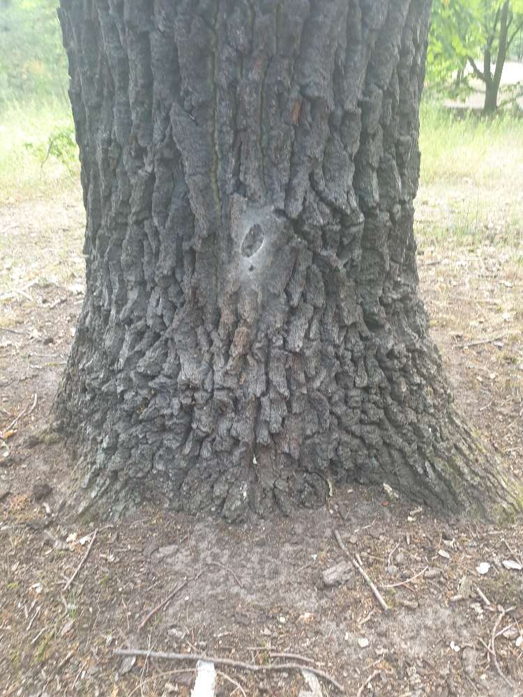 Giftköder-Eichenprozessionsspinner-Profilbild