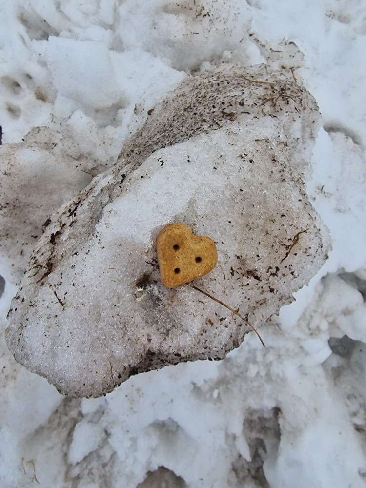 Giftköder-Evtl. Giftköder-Profilbild