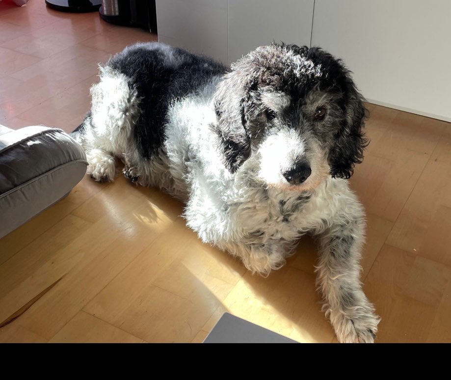 Hundetreffen-Gassigeher gesucht!-Profilbild