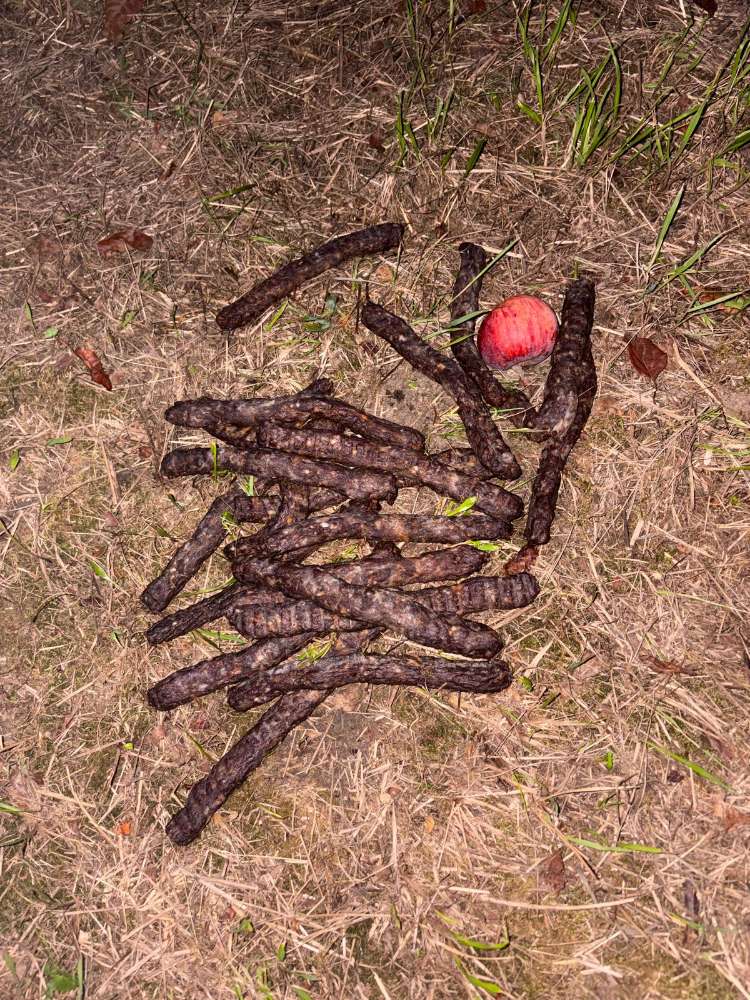 Giftköder-Giftköder Salamis!!!-Profilbild