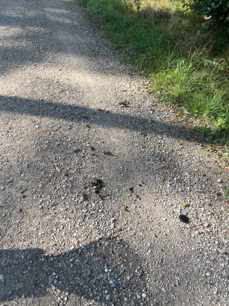 Giftköder-Scherben auf dem Weg-Profilbild