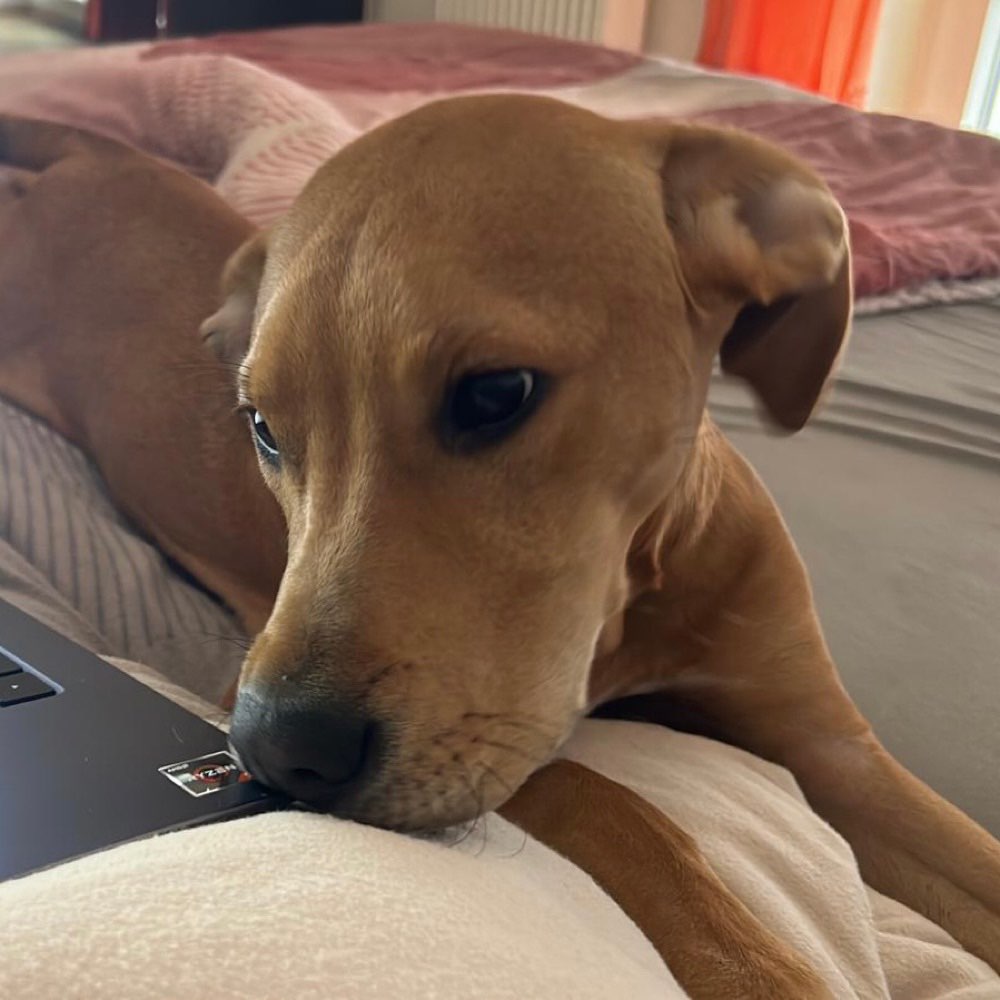 Hundetreffen-Spielkamerad gesucht-Profilbild