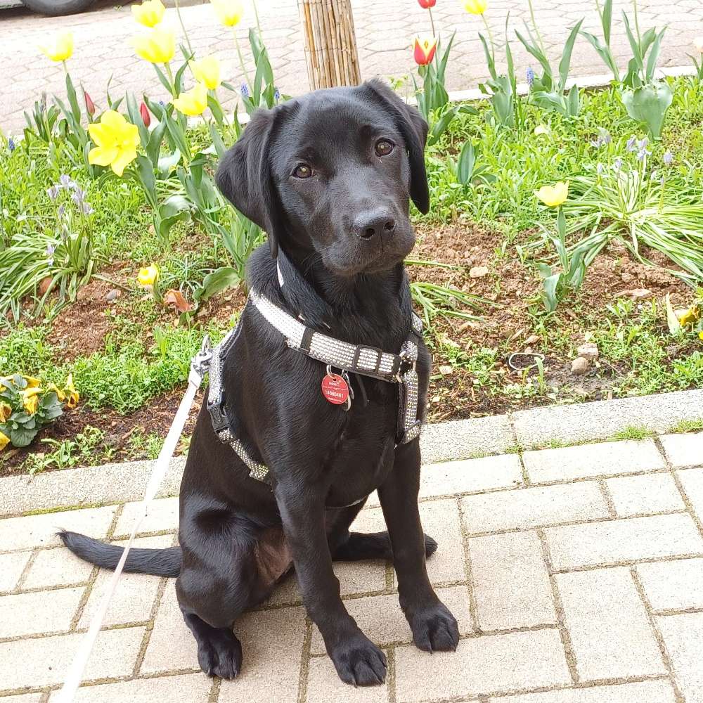 Hundetreffen-Spieltreffen-Profilbild