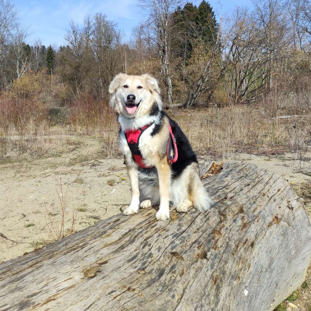 Hundetreffen-Gassirunden-Profilbild