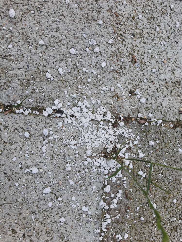 Giftköder-Giftköder-Profilbild