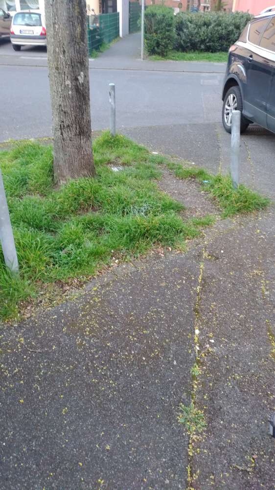 Giftköder-vermutlich Rattengift weißes Pulver-Profilbild