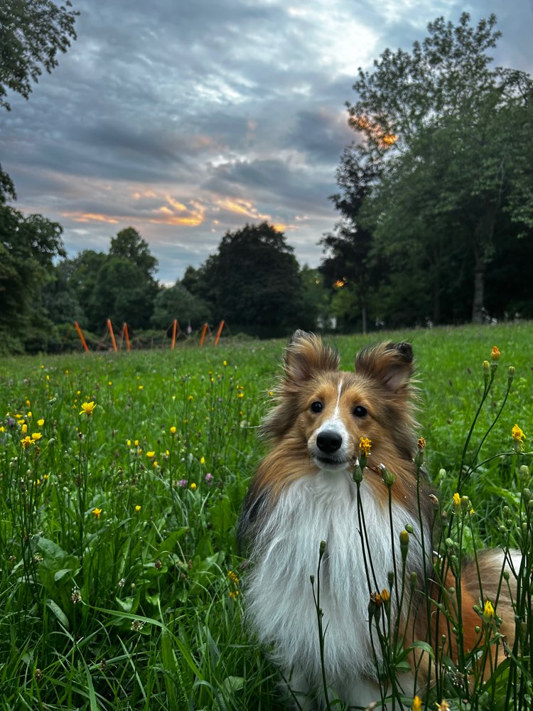 Hundetreffen-Gassirunde oder Spielen-Profilbild