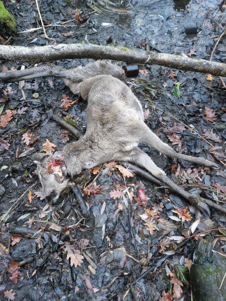 Giftköder-Totes Tier/ Tierkadaver (Reh)-Profilbild