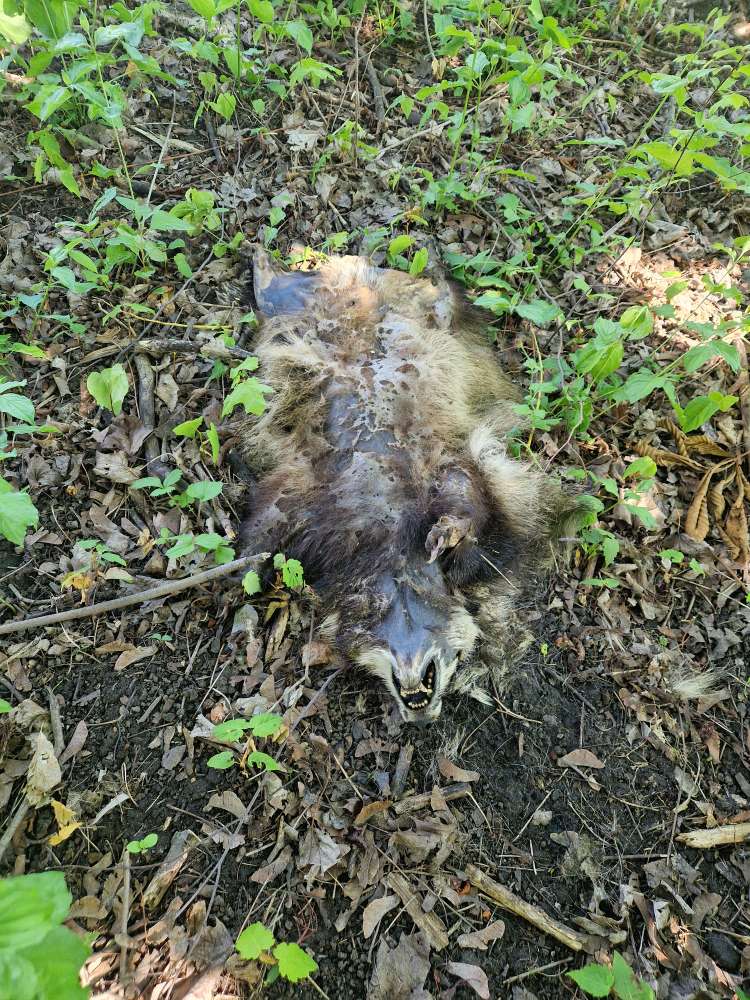 Giftköder-Toter Waschbär/Dachs-Profilbild