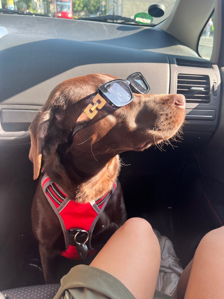 Hundetreffen-Gassirunden im Prinzenpark-Profilbild