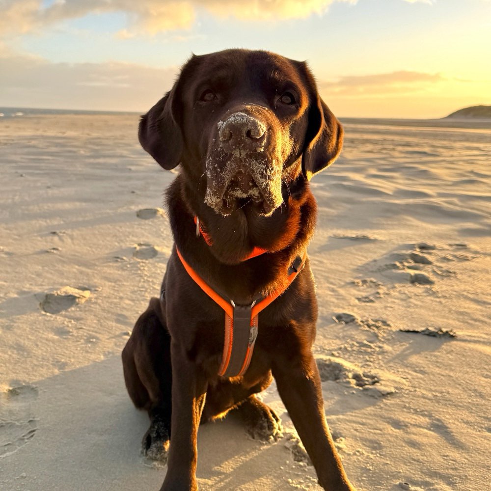 Hundetreffen-Dino sucht Retriever-Freunde-Profilbild