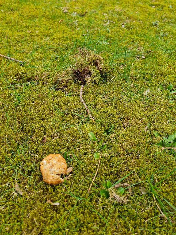 Giftköder-Frikadelle unter Moos versteckt-Profilbild