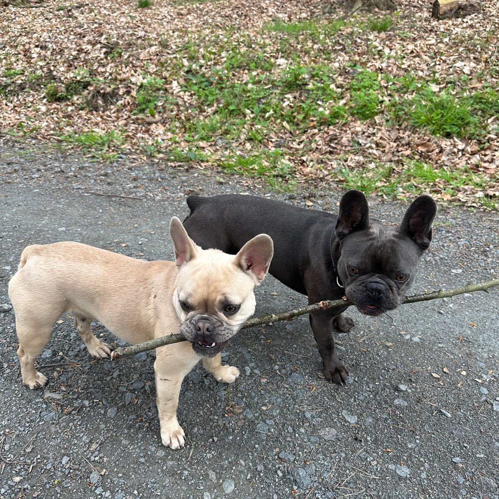 Hundetreffen-Spaziergang-Profilbild