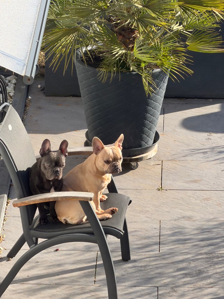 Hundetreffen-Entspannte Gassirunde-Profilbild